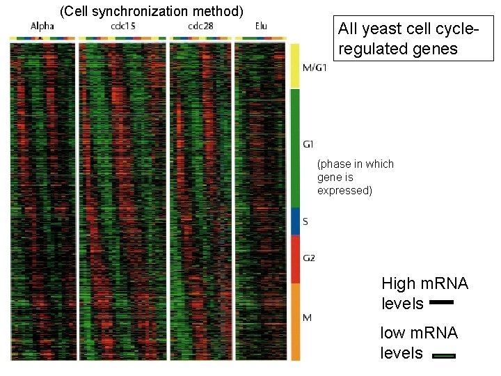 (Cell synchronization method) All yeast cell cycleregulated genes (phase in which gene is expressed)