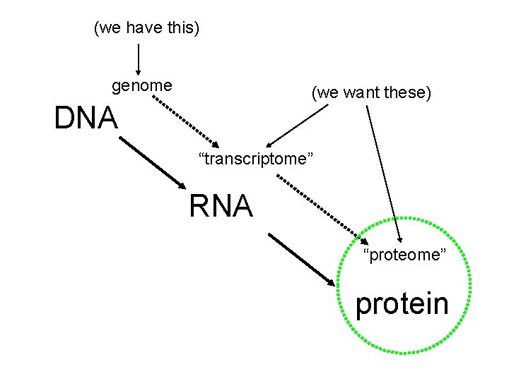 (we have this) genome (we want these) DNA “transcriptome” RNA “proteome” protein 