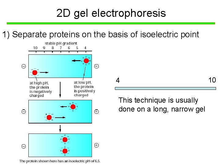2 D gel electrophoresis 1) Separate proteins on the basis of isoelectric point 4