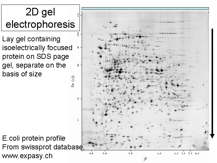 2 D gel electrophoresis Lay gel containing isoelectrically focused protein on SDS page gel,