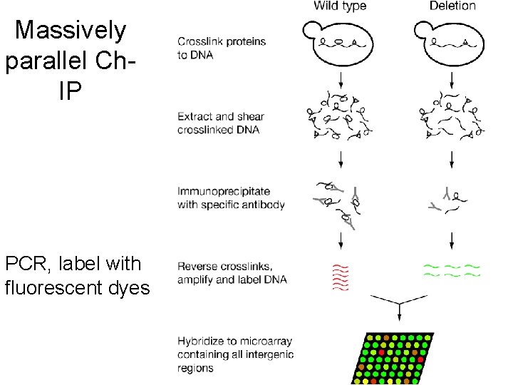 Massively parallel Ch. IP PCR, label with fluorescent dyes 