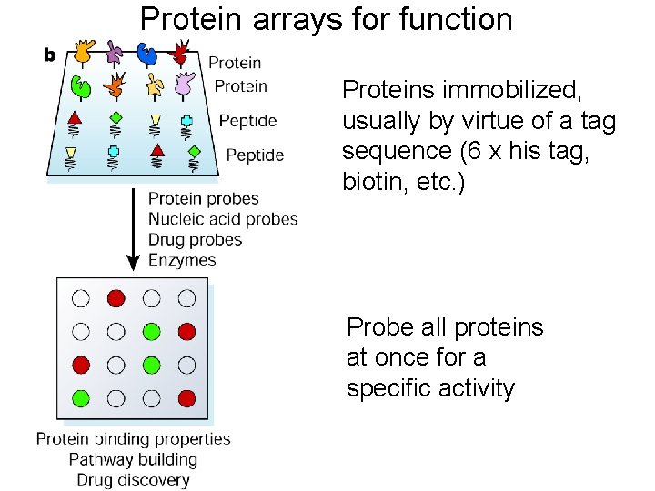 Protein arrays for function Proteins immobilized, usually by virtue of a tag sequence (6