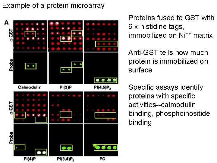 Example of a protein microarray Proteins fused to GST with 6 x histidine tags,