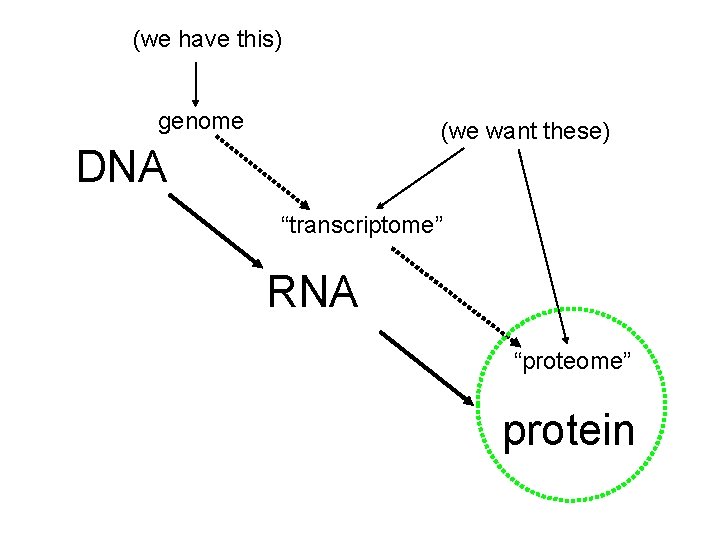 (we have this) genome (we want these) DNA “transcriptome” RNA “proteome” protein 