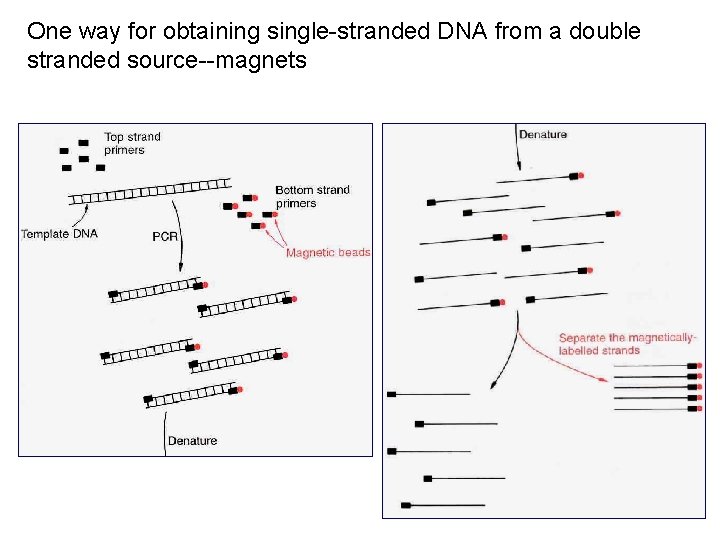 One way for obtaining single-stranded DNA from a double stranded source--magnets 
