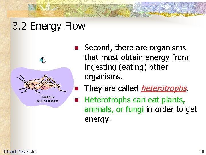 3. 2 Energy Flow n n n Edward Terzian, Jr. Second, there are organisms