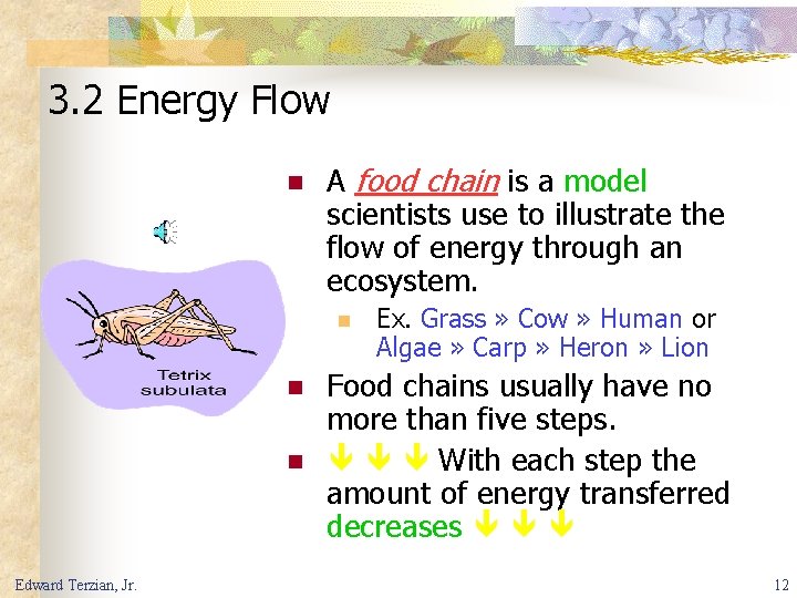 3. 2 Energy Flow n A food chain is a model scientists use to