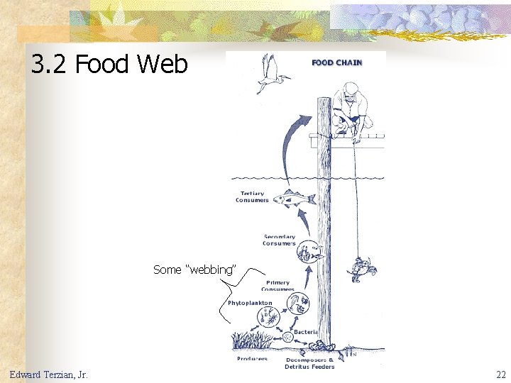 3. 2 Food Web Some “webbing” Edward Terzian, Jr. 22 