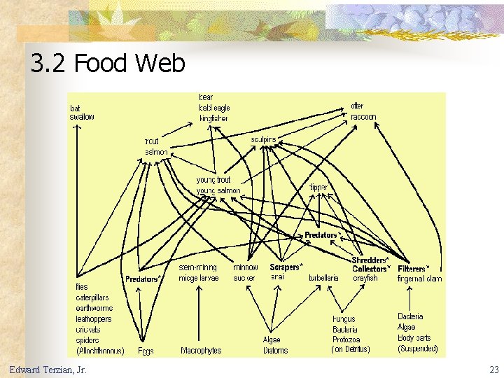 3. 2 Food Web Edward Terzian, Jr. 23 