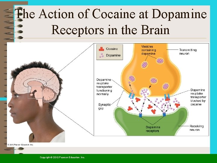 The Action of Cocaine at Dopamine Receptors in the Brain Copyright © 2010 Pearson
