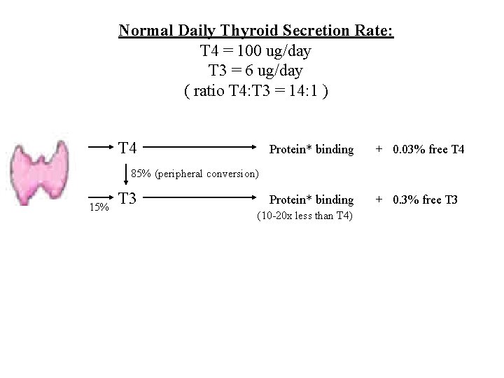 Normal Daily Thyroid Secretion Rate: T 4 = 100 ug/day T 3 = 6