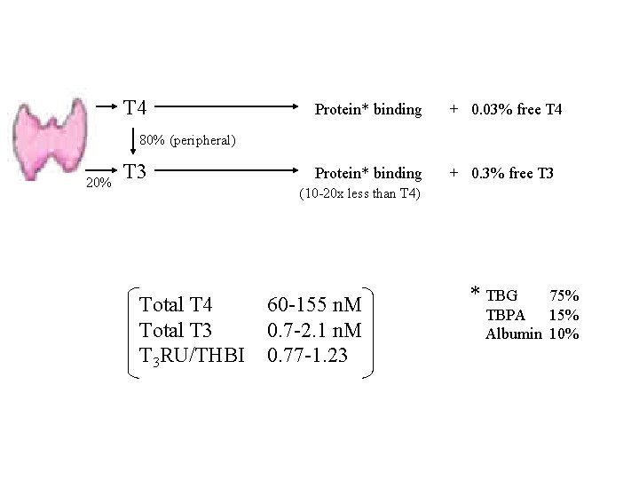 T 4 Protein* binding + 0. 03% free T 4 Protein* binding + 0.