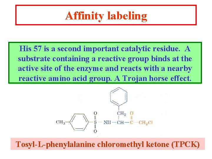 Affinity labeling His 57 is a second important catalytic residue. A substrate containing a