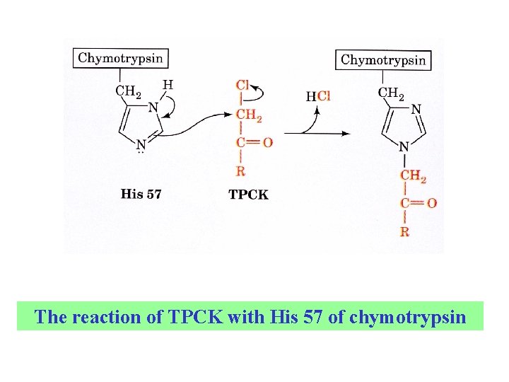 The reaction of TPCK with His 57 of chymotrypsin 