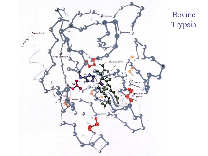 Bovine Trypsin 