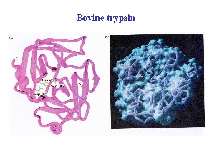 Bovine trypsin 