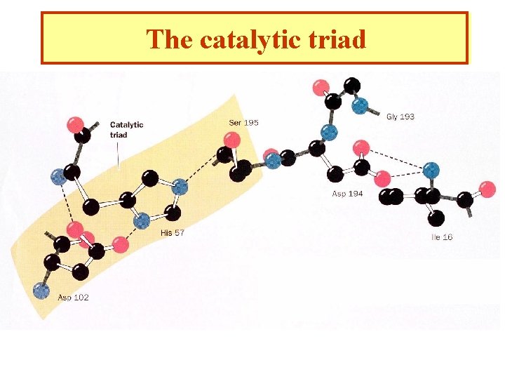 The catalytic triad 