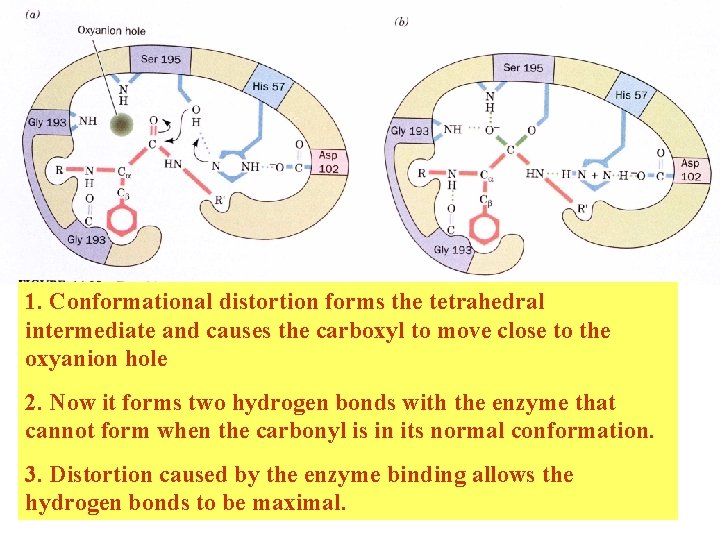 1. Conformational distortion forms the tetrahedral intermediate and causes the carboxyl to move close