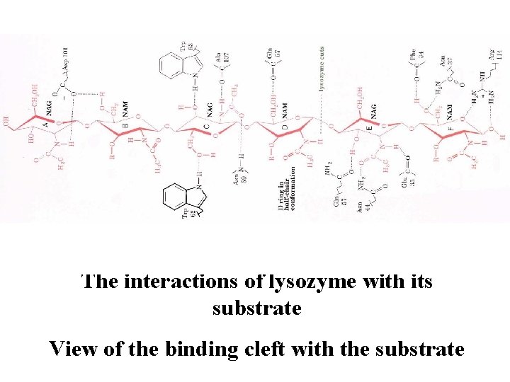 The interactions of lysozyme with its substrate View of the binding cleft with the
