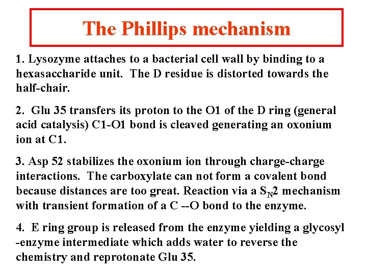 The Phillips mechanism 1. Lysozyme attaches to a bacterial cell wall by binding to