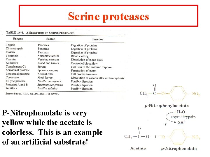 Serine proteases P-Nitrophenolate is very yellow while the acetate is colorless. This is an