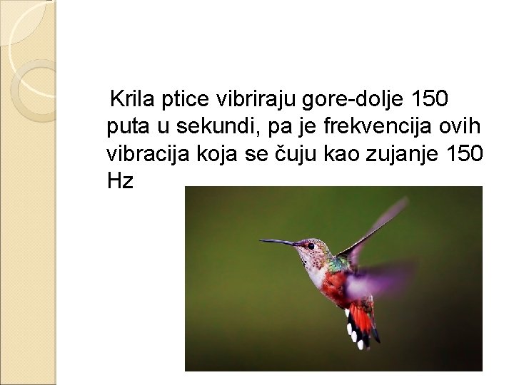 Krila ptice vibriraju gore-dolje 150 puta u sekundi, pa je frekvencija ovih vibracija koja