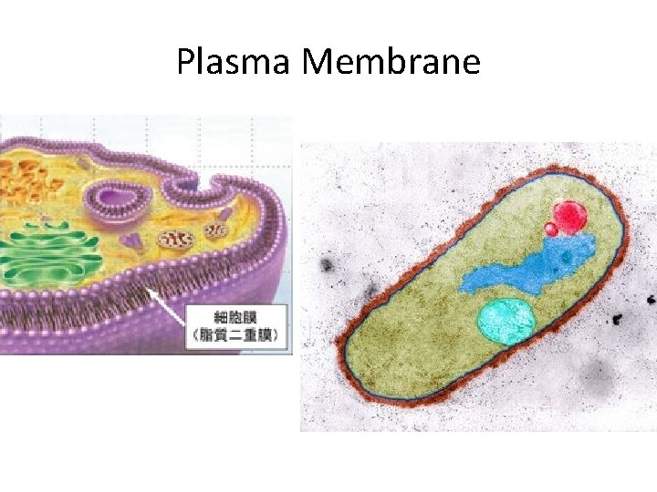 Plasma Membrane 