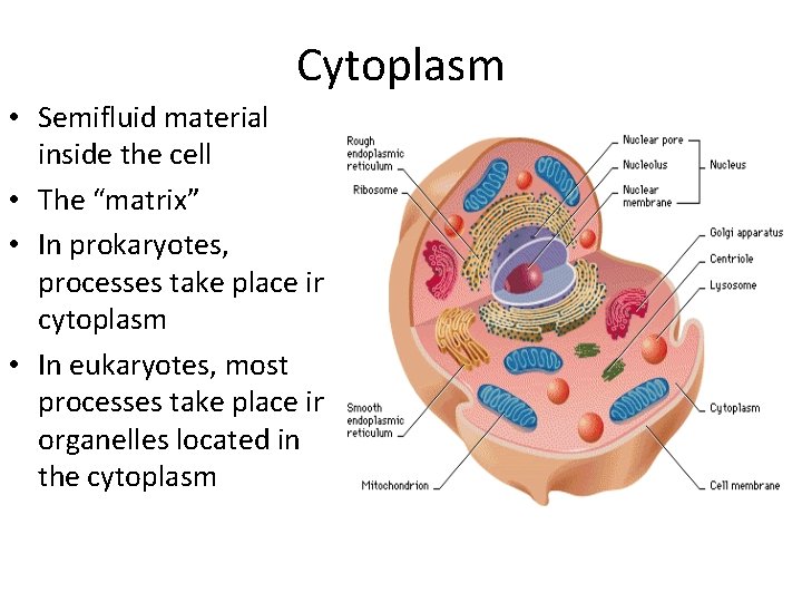 Cytoplasm • Semifluid material inside the cell • The “matrix” • In prokaryotes, processes