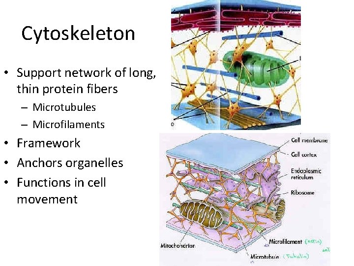 Cytoskeleton • Support network of long, thin protein fibers – Microtubules – Microfilaments •