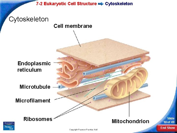 7 -2 Eukaryotic Cell Structure Cytoskeleton Cell membrane Endoplasmic reticulum Microtubule Microfilament Ribosomes Mitochondrion