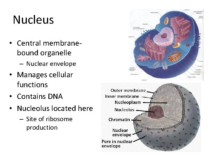 Nucleus • Central membranebound organelle – Nuclear envelope • Manages cellular functions • Contains