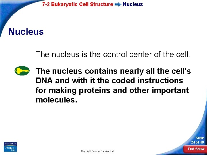 7 -2 Eukaryotic Cell Structure Nucleus The nucleus is the control center of the