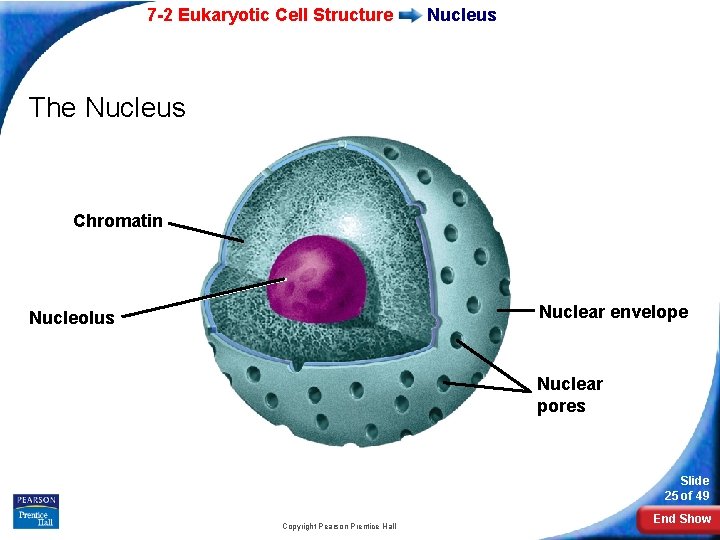 7 -2 Eukaryotic Cell Structure Nucleus The Nucleus Chromatin Nuclear envelope Nucleolus Nuclear pores