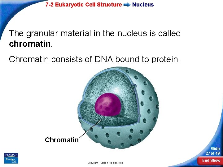 7 -2 Eukaryotic Cell Structure Nucleus The granular material in the nucleus is called