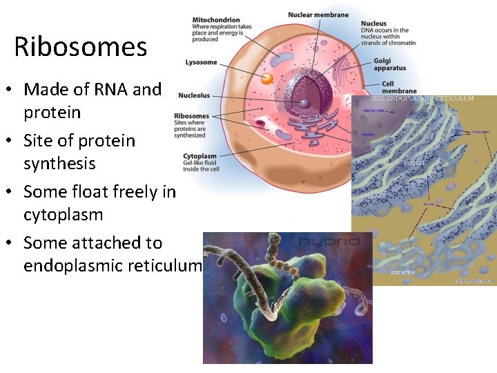 Ribosomes • Made of RNA and protein • Site of protein synthesis • Some