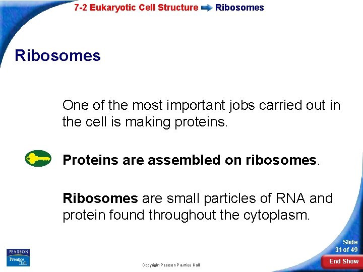 7 -2 Eukaryotic Cell Structure Ribosomes One of the most important jobs carried out