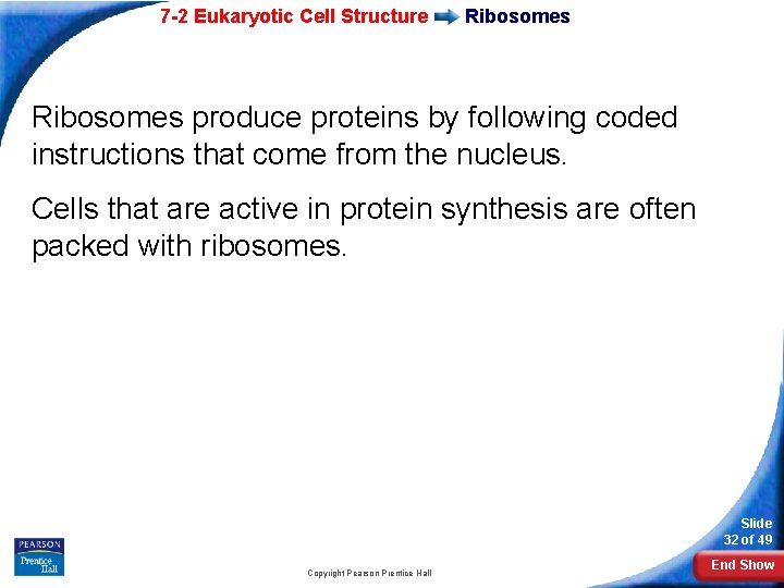 7 -2 Eukaryotic Cell Structure Ribosomes produce proteins by following coded instructions that come