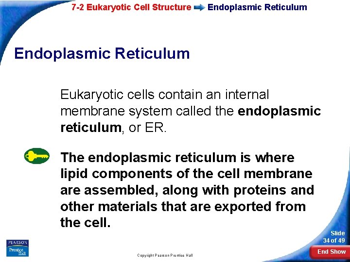 7 -2 Eukaryotic Cell Structure Endoplasmic Reticulum Eukaryotic cells contain an internal membrane system