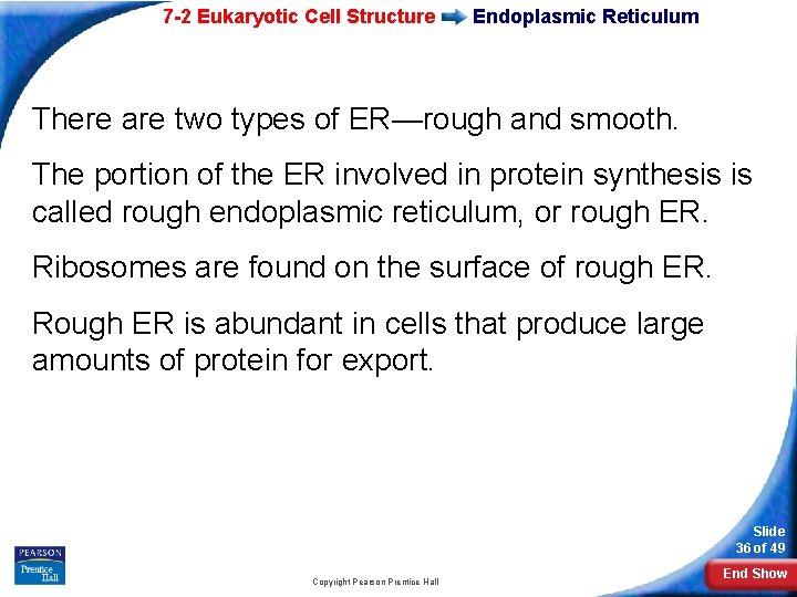 7 -2 Eukaryotic Cell Structure Endoplasmic Reticulum There are two types of ER—rough and