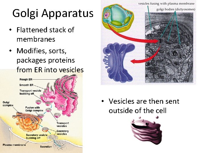 Golgi Apparatus • Flattened stack of membranes • Modifies, sorts, packages proteins from ER