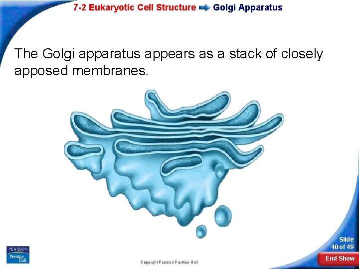 7 -2 Eukaryotic Cell Structure Golgi Apparatus The Golgi apparatus appears as a stack