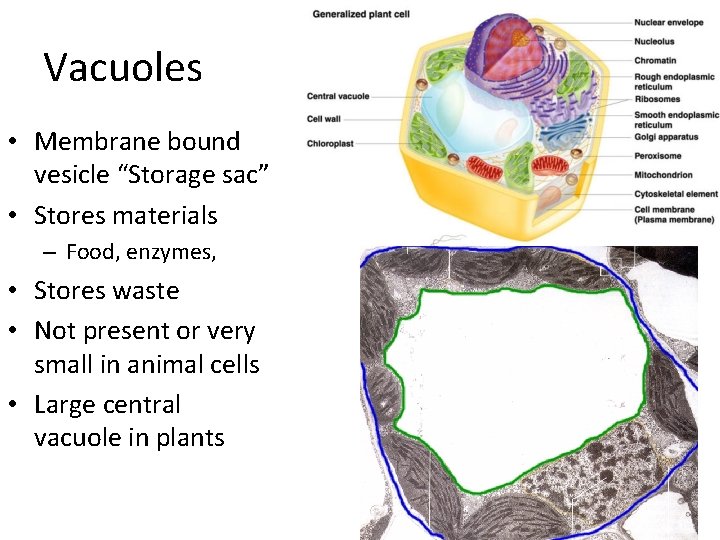 Vacuoles • Membrane bound vesicle “Storage sac” • Stores materials – Food, enzymes, •