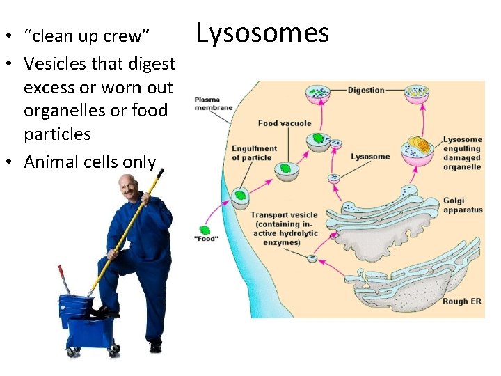  • “clean up crew” • Vesicles that digest excess or worn out organelles