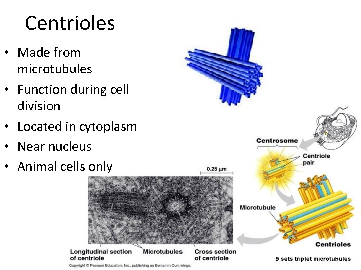 Centrioles • Made from microtubules • Function during cell division • Located in cytoplasm