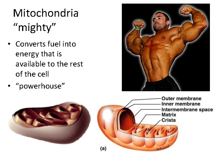 Mitochondria “mighty” • Converts fuel into energy that is available to the rest of