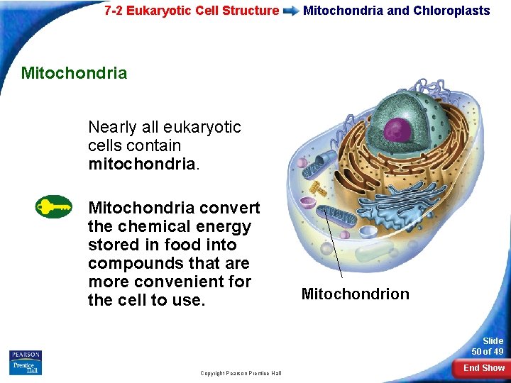 7 -2 Eukaryotic Cell Structure Mitochondria and Chloroplasts Mitochondria Nearly all eukaryotic cells contain