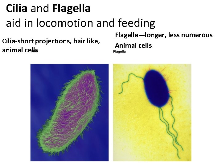 Cilia and Flagella aid in locomotion and feeding Cilia-short projections, hair like, animal cells