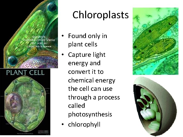 Chloroplasts • Found only in plant cells • Capture light energy and convert it