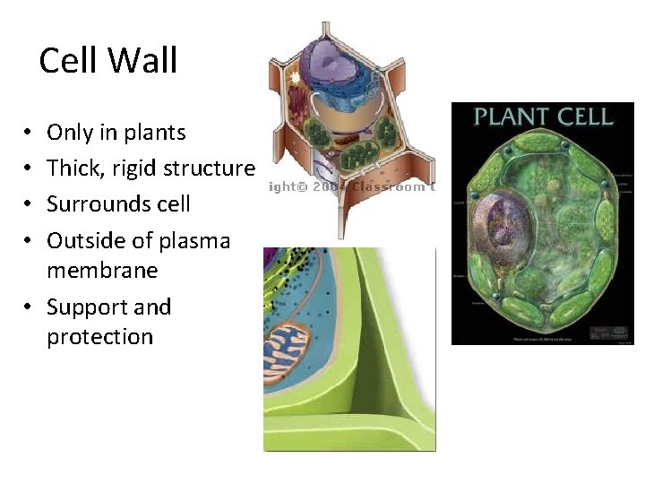 Cell Wall Only in plants Thick, rigid structure Surrounds cell Outside of plasma membrane