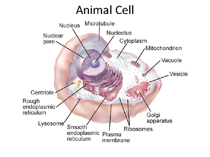 Animal Cell 